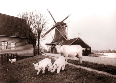 Ziegen, Laandam, Niederlande, 1898 von James Batkin