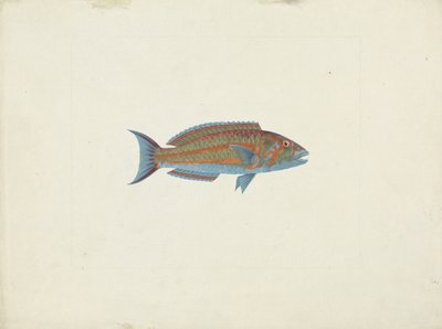 Ein Fisch, El Hudderi Imbo von James Bruce