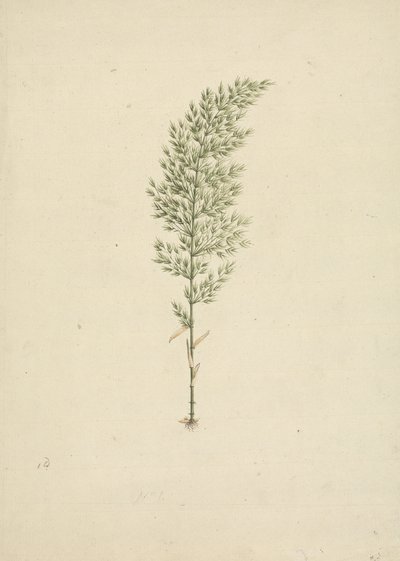 Arundinaria alpina K. Schum. (Afrikanischer Bambus): fertige Zeichnung der Pflanze mit Wurzeln von James Bruce