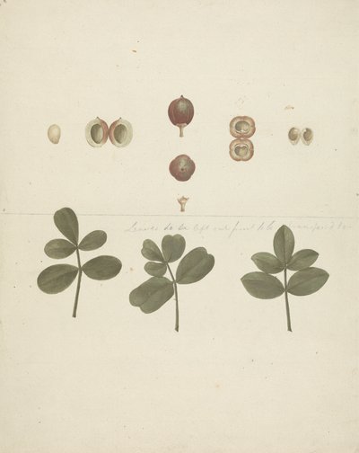 Commiphora gileadensis (L.) C. Chr. (Balsam von Gilead, Opobalsam): fertige Zeichnung von Früchten, zerlegten Früchten und Blättern von James Bruce