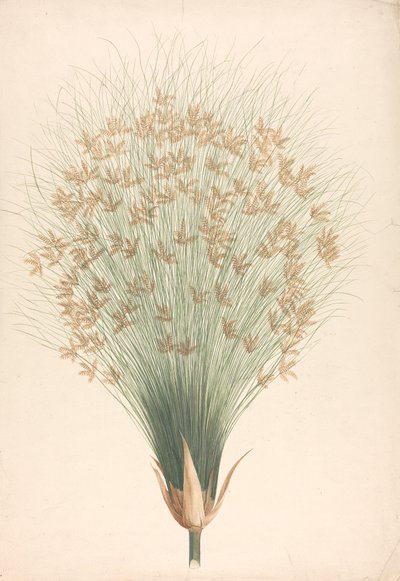 Cyperus papyrus L. (Papyrus-Segge): fertige Zeichnung des Blütenstands von James Bruce