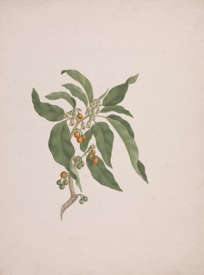 Discopodium penninervium Hochst. von James Bruce