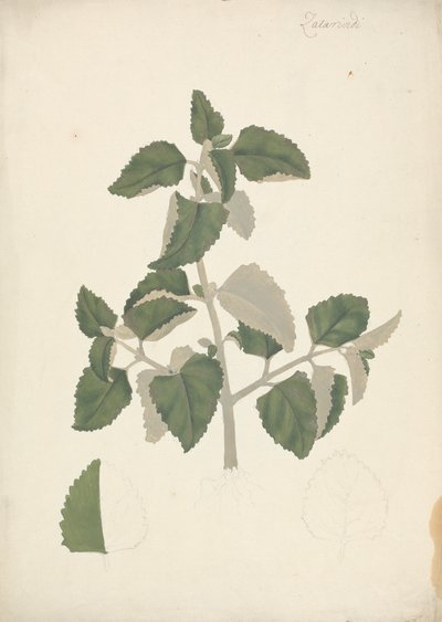 Labiatae (unbestimmte Art): fertige Zeichnung eines blättrigen Triebs, ohne Blüten von James Bruce