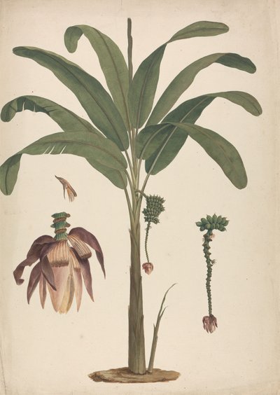 Musa x sapientum L. (Banane): fertige Zeichnung mit Details der Blütenstände von James Bruce