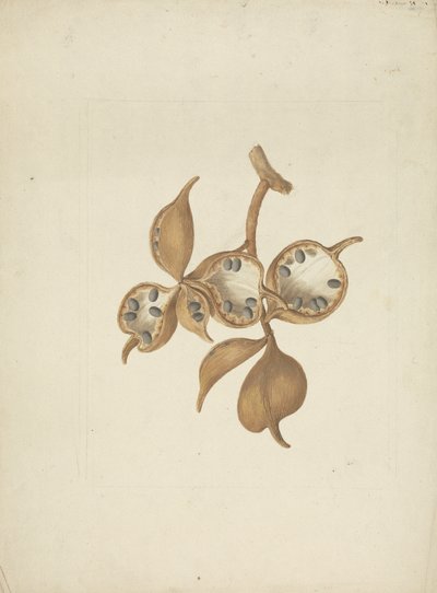 Sterculia africana (Lour.) Fiori: fertige Zeichnung des Stammes mit Samenkapseln, einige geöffnet und Samen zeigend von James Bruce