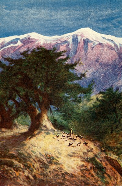 Zedern des Libanon - Matt. xii. 33 von James Clark and Henry A Harper