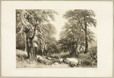 Buchen im Arundale Park, aus The Park and the Forest von James Duffield Harding