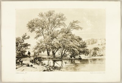 Gemeine Weide, aus Der Park und der Wald von James Duffield Harding
