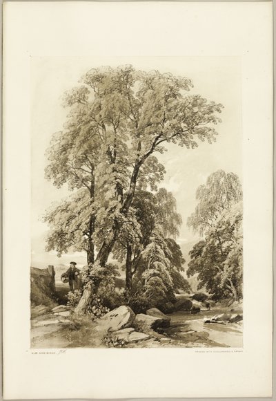 Ulme und Birke, aus Der Park und der Wald von James Duffield Harding