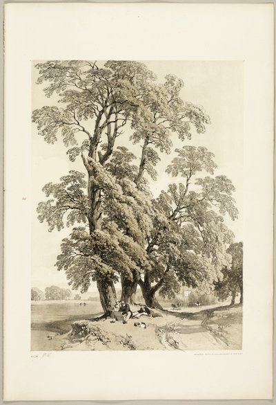 Ulme, aus Der Park und der Wald von James Duffield Harding