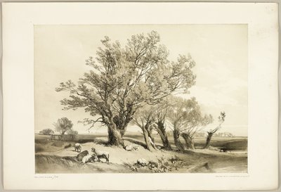 Kopfweide, aus Der Park und der Wald von James Duffield Harding