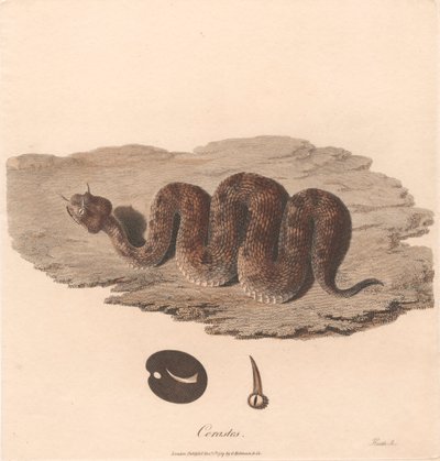 Cerastes von James Heath
