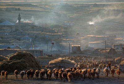 Eine große Herde Rinder zieht durch eine staubige ländliche Stadt zur Weide. Enrentepe, Türkei. von James L Stanfield