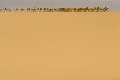 Salzkarawane auf dem Weg nach Agadez, Nigeria. AUF DEM WEG NACH AGADEZ, NIGERIA, NIGER. von James L Stanfield