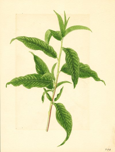 Zweig mit grünen Blättern vom Elberta-Pfirsichbaum (Prunus persica: Elberta) von James Marion Shull