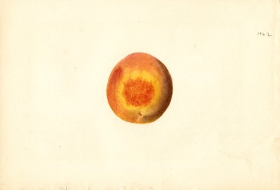 Pfirsich (Prunus persica: Elberta) von James Marion Shull