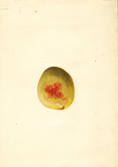 Pfirsich (Prunus persica: Elberta) von James Marion Shull