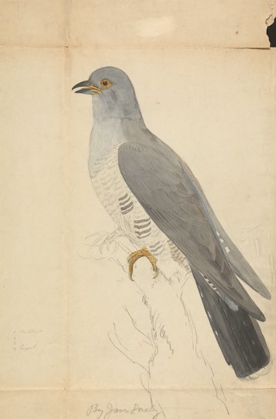  von James Sowerby