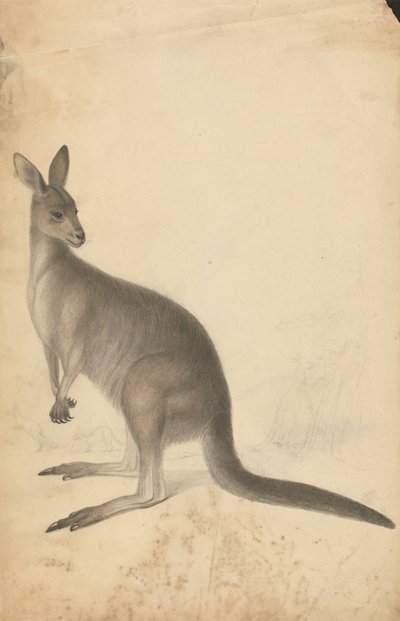 Ein Känguru mit drei Kängurus im Hintergrund von James Sowerby