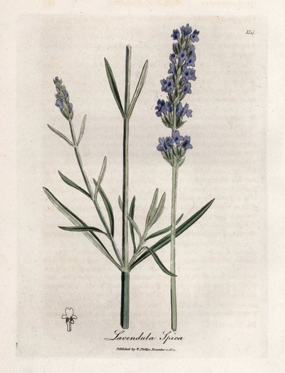 Spitzenlavendel von James Sowerby