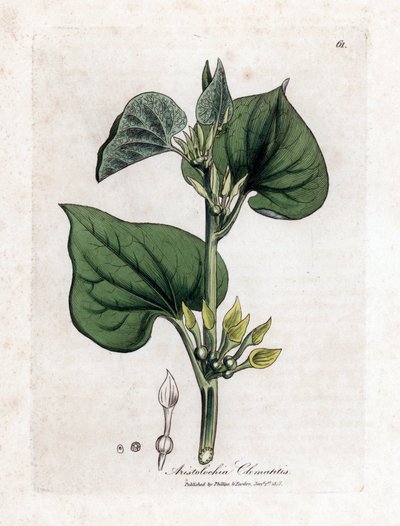 Kletternde Osterluzei, Aristolochia clematitis. Handkolorierte Kupferstichgravur aus einer botanischen Illustration von James Sowerby aus William Woodville und Sir William Jackson Hooker