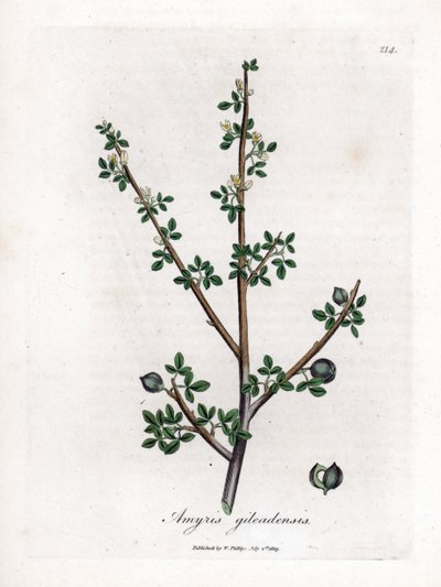 Balsam von Mekka oder Balsam von Galaad - Balsam von Mekka, Commiphora gileadensis. Handkolorierte Kupferstich-Illustration von James Sowerby aus William Woodville und Sir William Jackson Hookers „Medical Botany“, John Bohn, London von James Sowerby