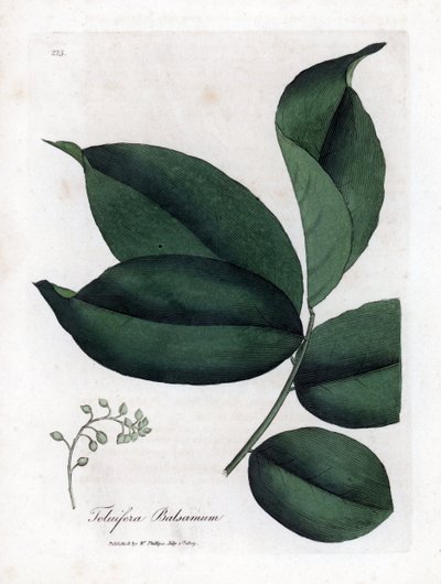 Balsambaum von Tolu, Myroxylon toluifera balsamum. Handkolorierte Kupferstich-Illustration von James Sowerby aus William Woodville und Sir William Jackson Hookers „Medical Botany“, John Bohn, London von James Sowerby