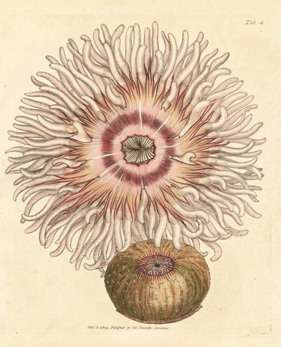 Pferdeaktinie, Actinia equina von James Sowerby
