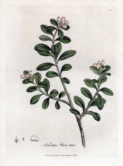 Bärentraube oder Bärentraube, Arctostaphylos uva-ursi von James Sowerby