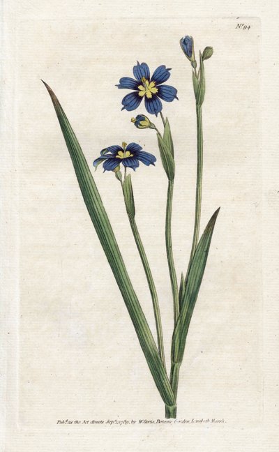 Bermuda mit schmalen Blättern - Lithographie von James Sowerby (1757-1822), aus dem Botanical Magazine von William Curtis (1746-1799) von James Sowerby