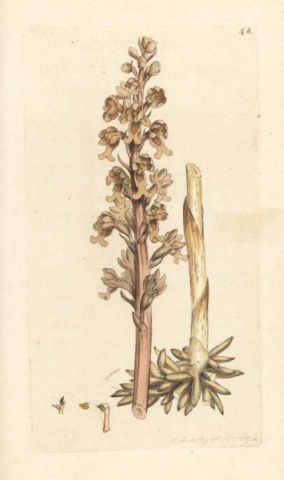 Nestwurz, Neottia nidus-avis von James Sowerby