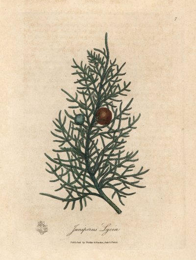Zweig und Beeren des Zedernbaums, Juniperus lycia von James Sowerby