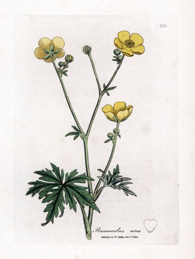 Butterblume oder Goldknopf - Wiesen-Butterblume, Ranunculus acris. Handkolorierte Kupferstichgravur aus einer botanischen Illustration von James Sowerby aus William Woodville und Sir William Jackson Hooker