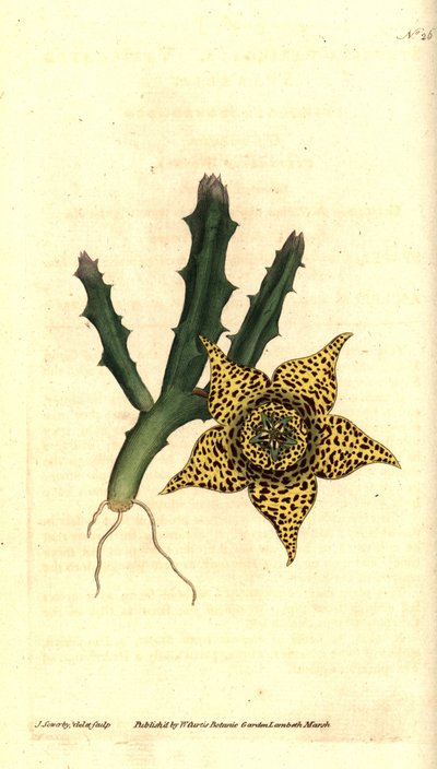 Kaktusstärke - Orbea variegata (Bunte Stapelie, Stapelia variegata). Handkolorierte Kupferstichgravur und botanische Illustration von James Sowerby aus William Curtis