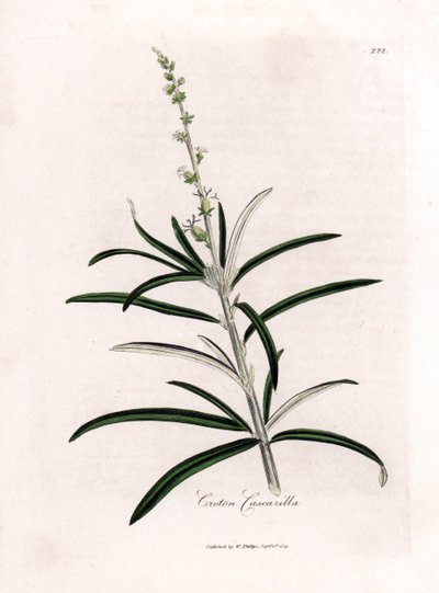 Cascarille officinale oder Weichholz oder falscher Chinarindenbaum - Cascarilla, Croton eluteria von James Sowerby