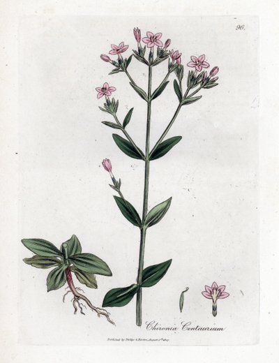 Tausendgüldenkraut, Chironia centaurium von James Sowerby