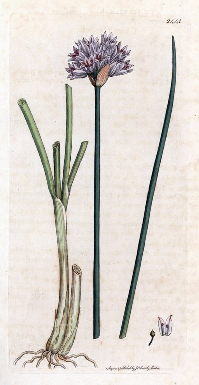 Schnittlauch, Allium schoenoprasum von James Sowerby