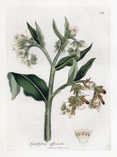 Beinwell, Symphytum officinale von James Sowerby