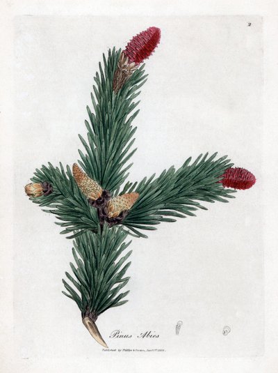 Gemeine Fichte - Norwegische Fichte, Pinus abies. Handkolorierte Kupferstichgravur aus einer botanischen Illustration von James Sowerby aus William Woodville und Sir William Jackson Hooker