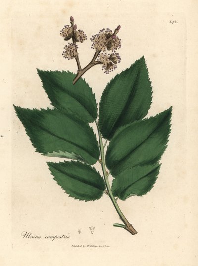 Gemeine Ulme, Ulmus campestris von James Sowerby