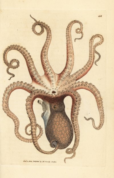 Gemeiner Krake, Octopus vulgaris. Handkolorierter Kupferstich von James Sowerby aus The British Miscellany, or Coloured figures of new, rare, or little known animal subjects von James Sowerby