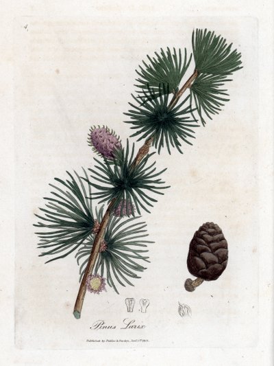 Gemeine oder Europäische Lärche - Europäische Lärche, Larix decidua. Handkolorierte Kupferstichgravur aus einer botanischen Illustration von James Sowerby aus William Woodville und Sir William Jackson Hooker