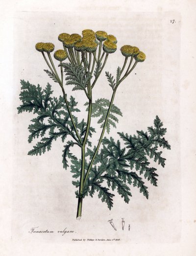 Gemeine Rainfarn oder Spritzwasser - Rainfarn, Tanacetum vulgare. Handkolorierte Kupferstichgravur von James Sowerby aus William Woodville und Sir William Jackson Hooker