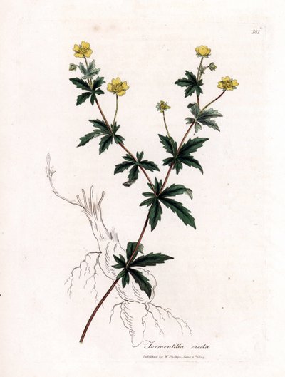 Gemeine Tormentil, Potentilla erecta. Handkolorierte Kupferstichgravur von James Sowerby aus William Woodville und Sir William Jackson Hooker