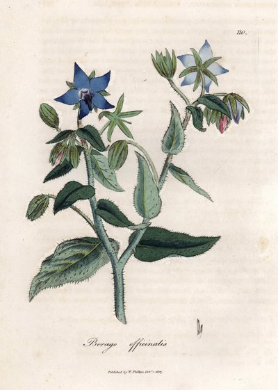 Kompendiale Borretsch von James Sowerby