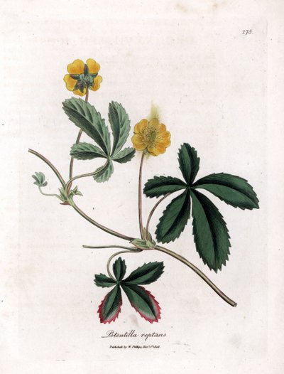 Kriechendes Fingerkraut, Potentilla reptans von James Sowerby