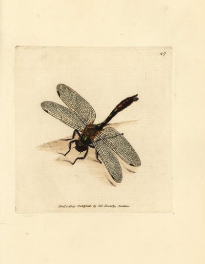 Glänzende Smaragdlibelle, Cordulia aenea. Handkolorierter Kupferstich von James Sowerby aus The British Miscellany, or Coloured figures of new, rare, or little known animal subjects von James Sowerby