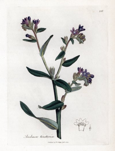Färber-Ochsenzunge oder Färber-Alkanna - Färber-Ochsenzunge oder Alkanna, Anchusa tinctoria. Handkolorierte Kupferstichgravur aus einer botanischen Illustration von James Sowerby aus William Woodville und Sir William Jackson Hooker