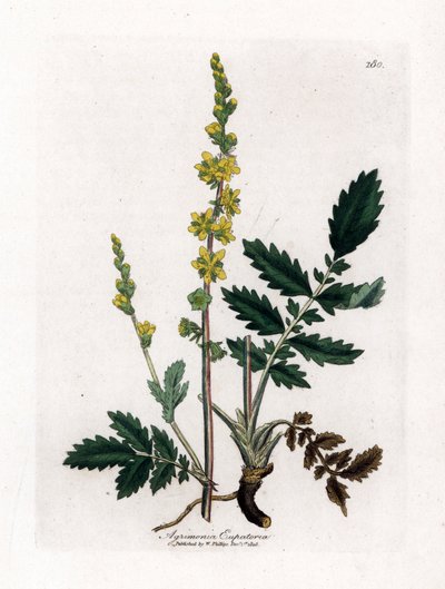 Eupatorischer Sauerampfer - Odermennig, Agrimonia eupatoria. Handkolorierte Kupferstich-Illustration von James Sowerby aus William Woodville und Sir William Jackson Hookers „Medical Botany“, John Bohn, London von James Sowerby