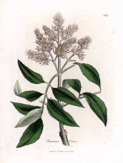 Blühender Eschenbaum, Fraxinus ornus. Handkolorierte Kupferstich-Illustration von James Sowerby aus William Woodville und Sir William Jackson Hookers „Medical Botany“, John Bohn, London von James Sowerby